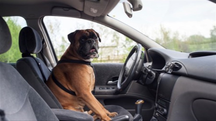Canicule : votre voiture peut devenir un piège pour votre animal