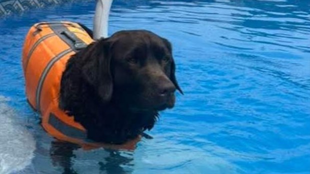 Canicule : comment protéger son animal de la chaleur