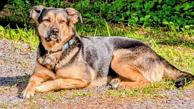 Saviez-vous que votre animal peut lui aussi donner du sang ?