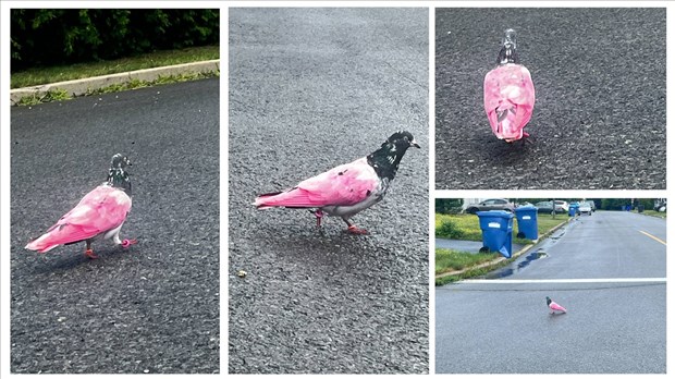 Quelqu'un a perdu son pigeon ? 