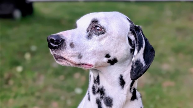 Découvrir la région avec son chien, c'est possible