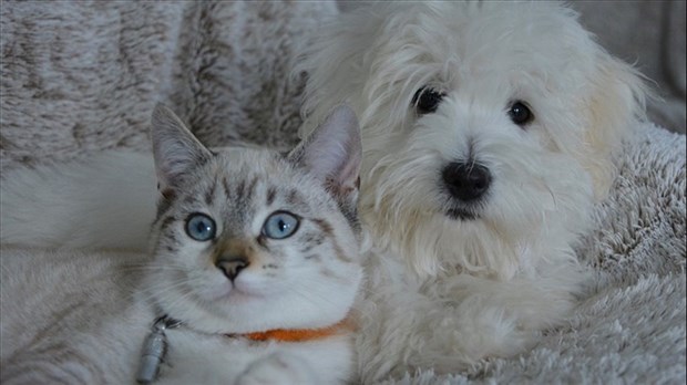 Le don de sang animal encore méconnu, mais bel et bien possible 