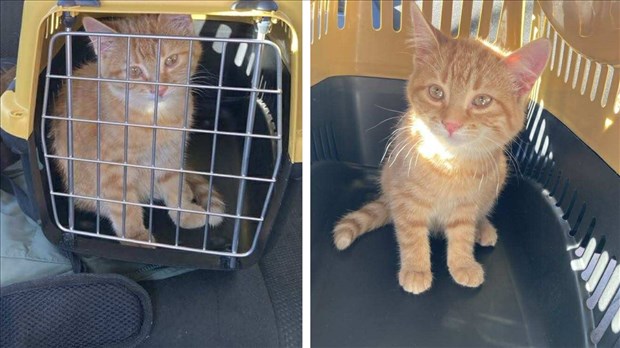 Un animal de compagnie sur deux ne voyage pas en sécurité