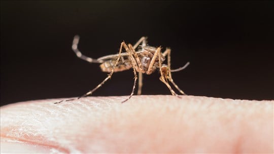 Virus du Nil occidentale: quelques conseils de la santé publique