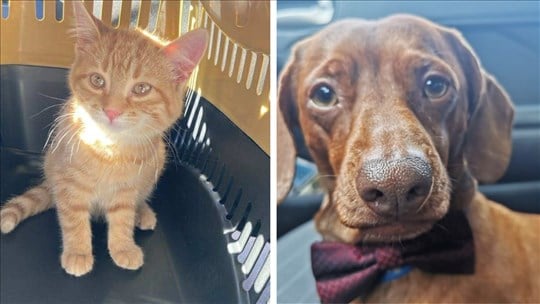 Est-ce que votre animal de compagnie vous accompagne en vacances ?