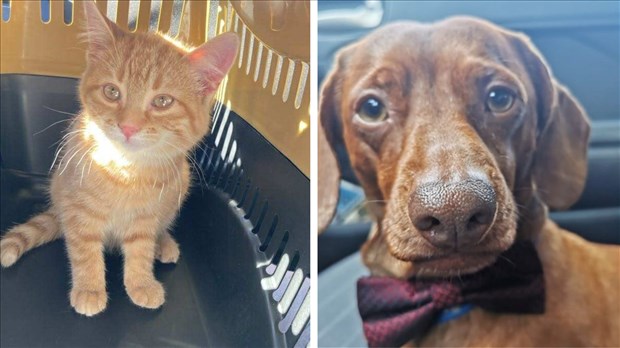 Est-ce que votre animal de compagnie vous accompagne en vacances ?