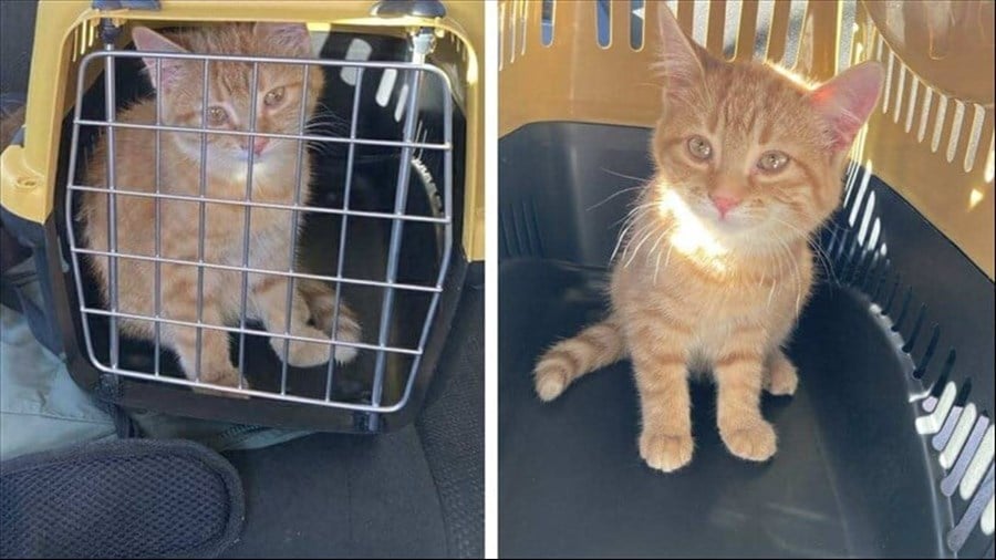 Votre animal de compagnie vous accompagne-t-il en vacances ?