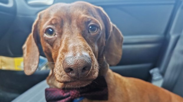 43,8 % des répondants amène leur animal en voiture