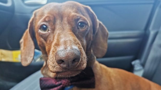 43,8 % des répondants amène leur animal en voiture