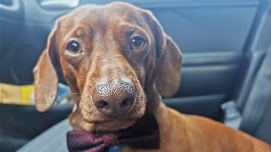 43,8 % des répondants amène leur animal en voiture