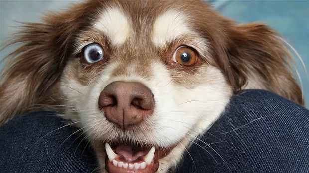 Ce mardi on célèbre toutou lors de la Journée mondiale du chien 