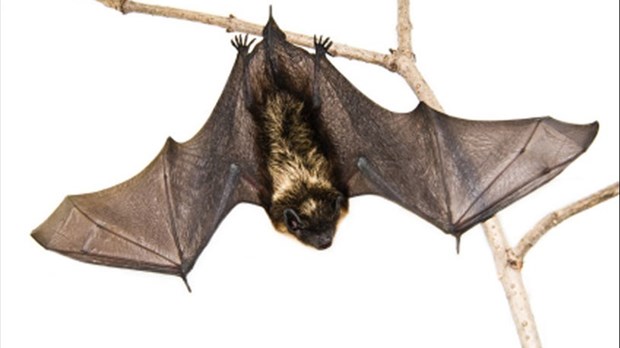 Un cas de rage de la chauve-souris confirmé dans la région