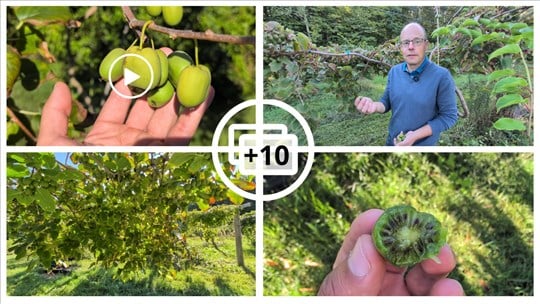 EN VIDÉO : Le mini-kiwi, un fruit surprenant cultivé à Rigaud 