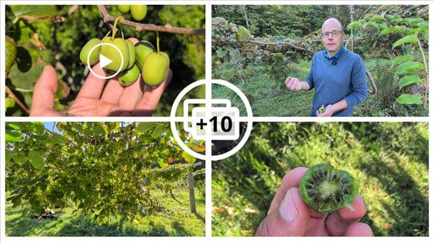 EN VIDÉO : Le mini-kiwi, un fruit surprenant cultivé à Rigaud 