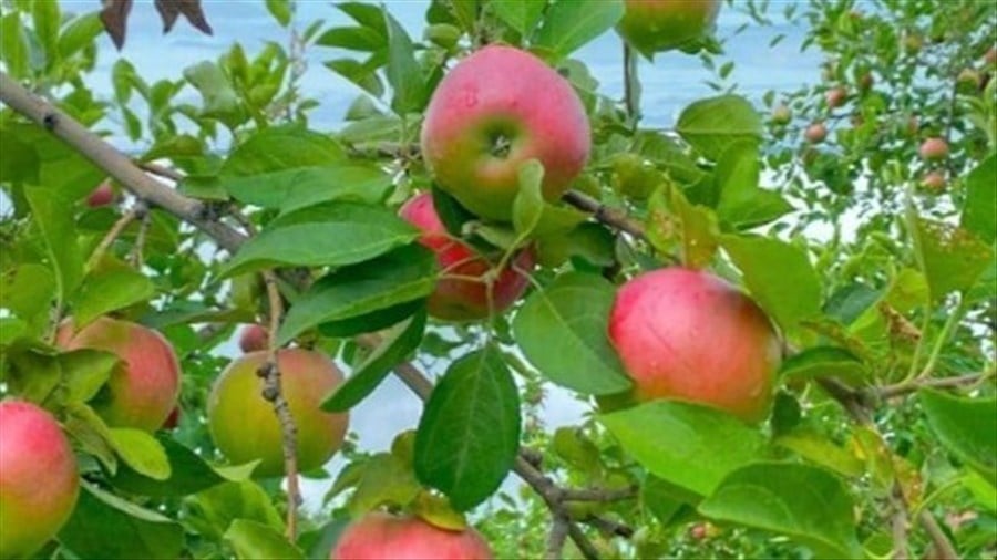 La saison des pommes est lancée dans Vaudreuil-Soulanges