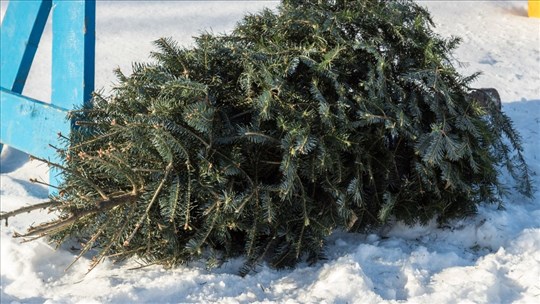 Vaudreuil-Dorion et la collecte des sapins
