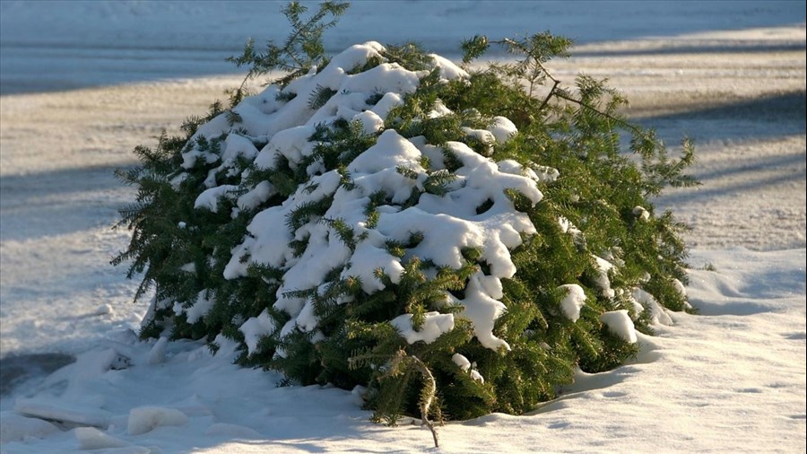 Collecte des sapins naturels à Rigaud