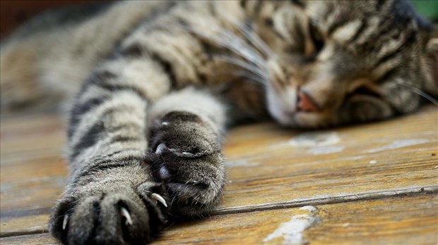 Animaux de compagnie : prévoir les urgences