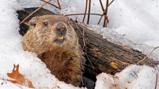 Jour de la marmotte: le printemps sera-t-il hâtif? 