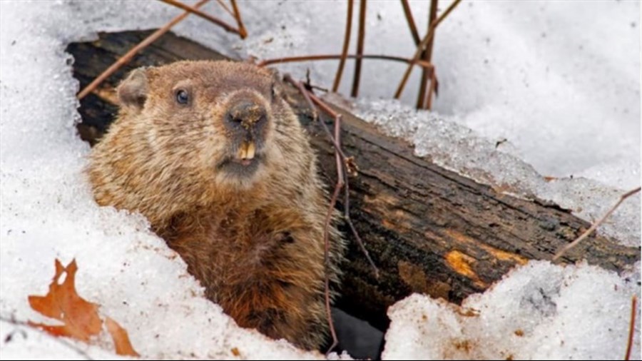 Jour de la marmotte: le printemps sera-t-il hâtif? 