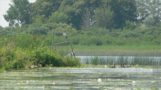 Inspiré par le fleuve Saint-Laurent, les artistes d'ici invités à créer