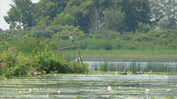 Inspiré par le fleuve Saint-Laurent, les artistes d'ici invités à créer
