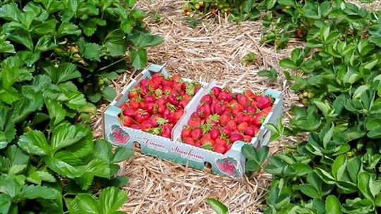 Les Producteurs de lait de la Montérégie lance un défi aux camps de jour 
