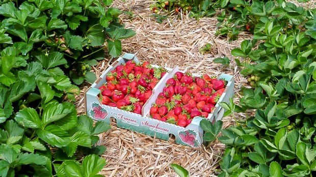 Les Producteurs de lait de la Montérégie lance un défi aux camps de jour 