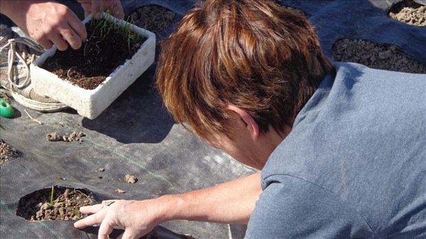 Une expérience de ferme artisanale avec des légumes en prime