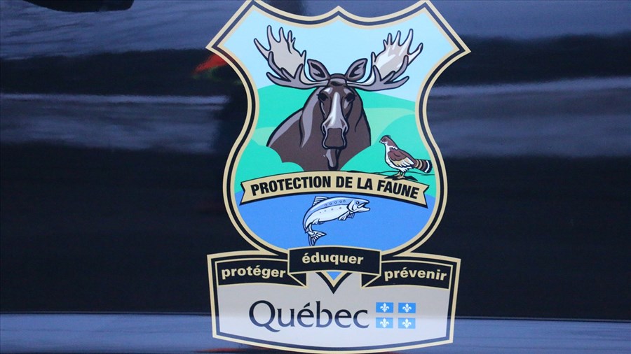 Un réseau de braconnage démantelé à Salaberry-de-Valleyfield 