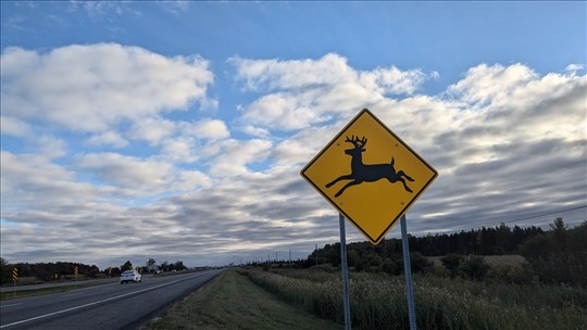 Présence de la grande faune aux abords des routes au printemps