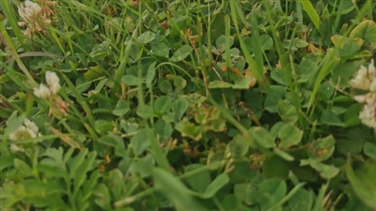 Vaudreuil-Dorion: les secrets d'une pelouse écologique