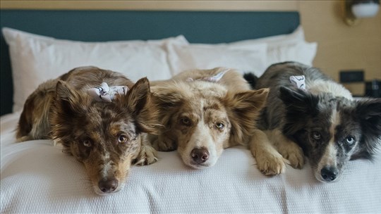 Une distinction « pattes» comme les autres pour Destination Valleyfield