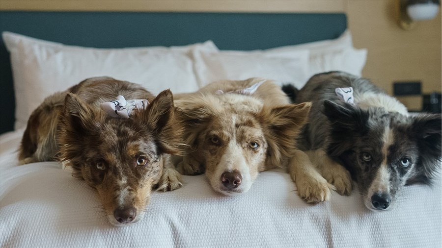 Une distinction « pattes» comme les autres pour Destination Valleyfield