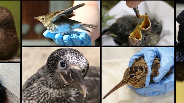 C'est la journée mondiale des oiseaux migrateurs le 2 mai