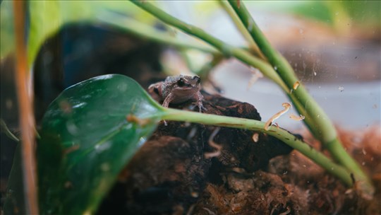 Rainette faux-grillon: Nature-Action Québec lance un guide 