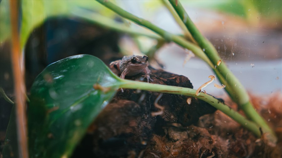 Rainette faux-grillon: Nature-Action Québec lance un guide 