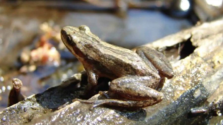 Rainette faux-grillon: Nature-Action Québec lance un guide 
