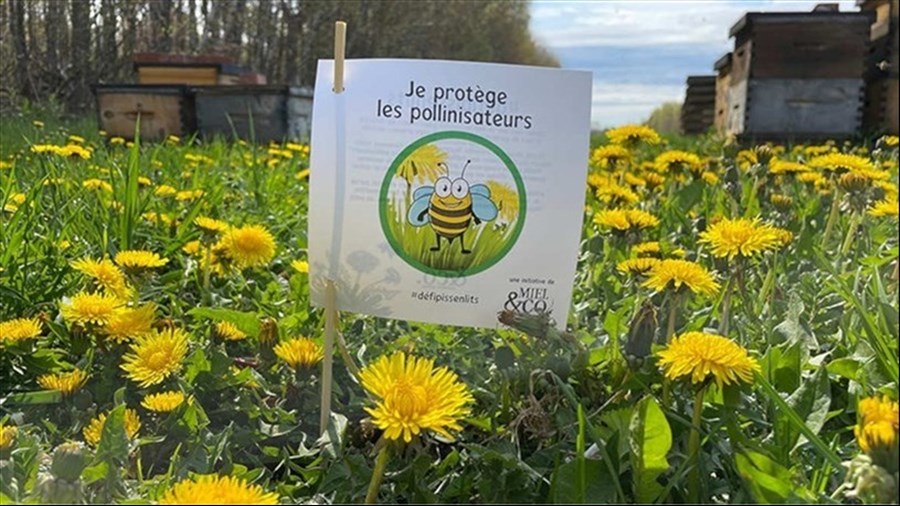 En mai, on laisse pousser nos pelouses pour les pollinisateurs