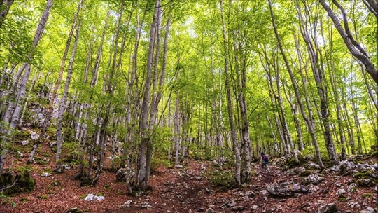 Réveil printanier: les usages des plantes de sous-bois