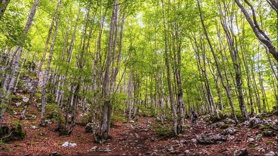 Réveil printanier: les usages des plantes de sous-bois