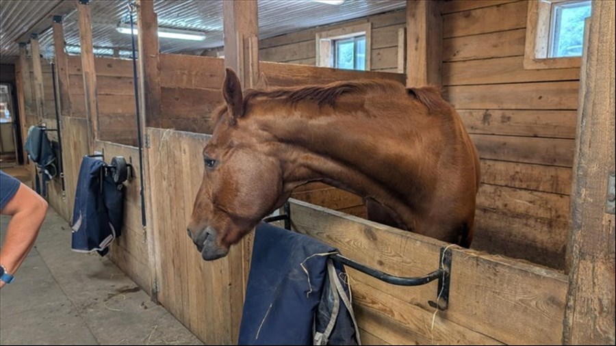 Portes ouvertes des écuries de Saint-Lazare pour la Journée du cheval