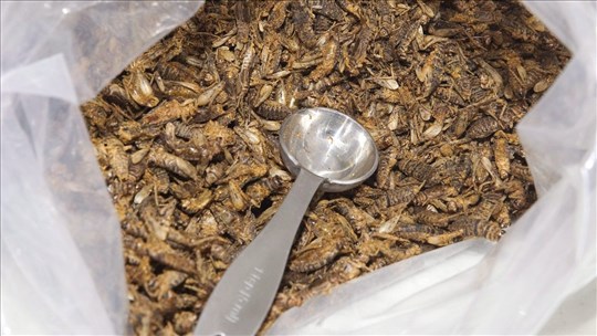 Plus de 40 % des participants sont ouverts à manger des insectes