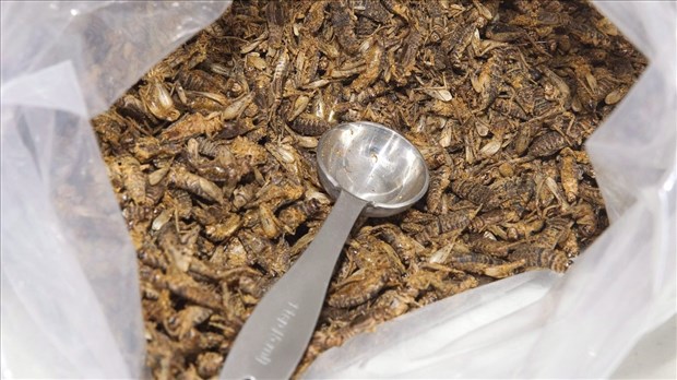 Plus de 40 % des participants sont ouverts à manger des insectes
