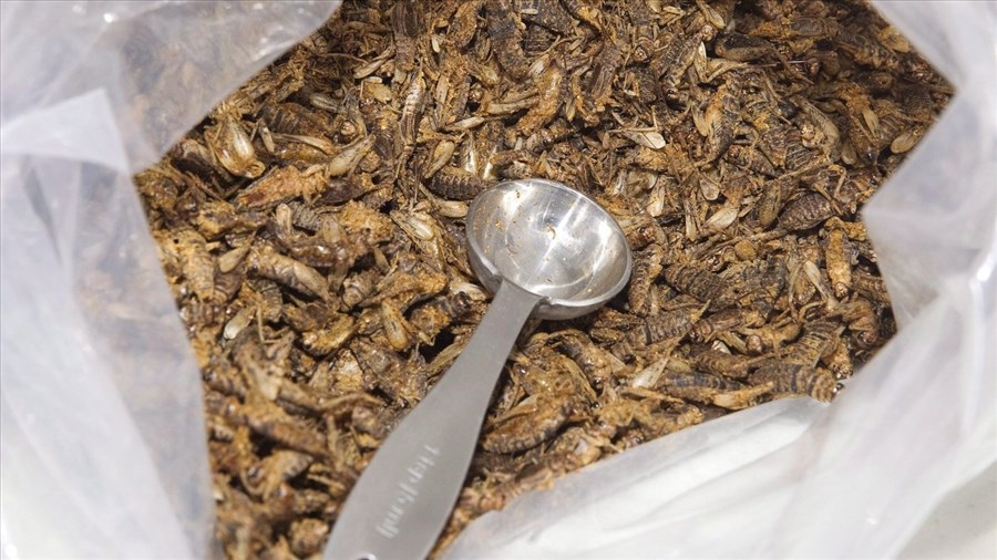 Plus de 40 % des participants sont ouverts à manger des insectes