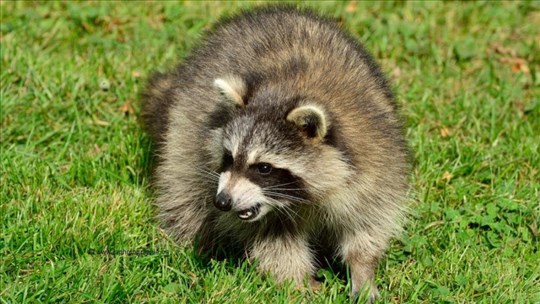 La hausse des cas de rage chez les ratons laveurs préoccupe les autorités 