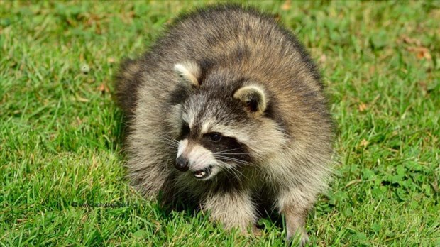 La hausse des cas de rage chez les ratons laveurs préoccupe les autorités 