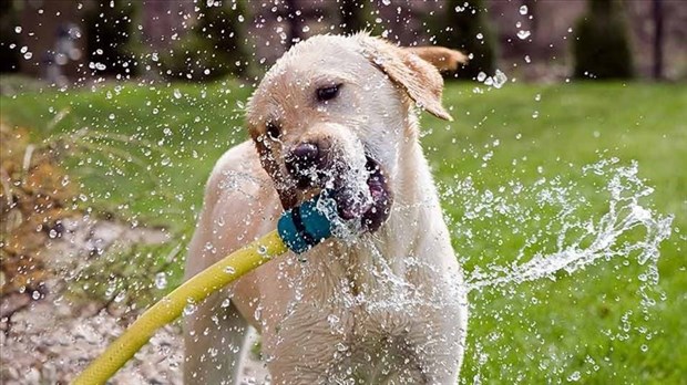 Canicule : votre animal de compagnie aussi a chaud 