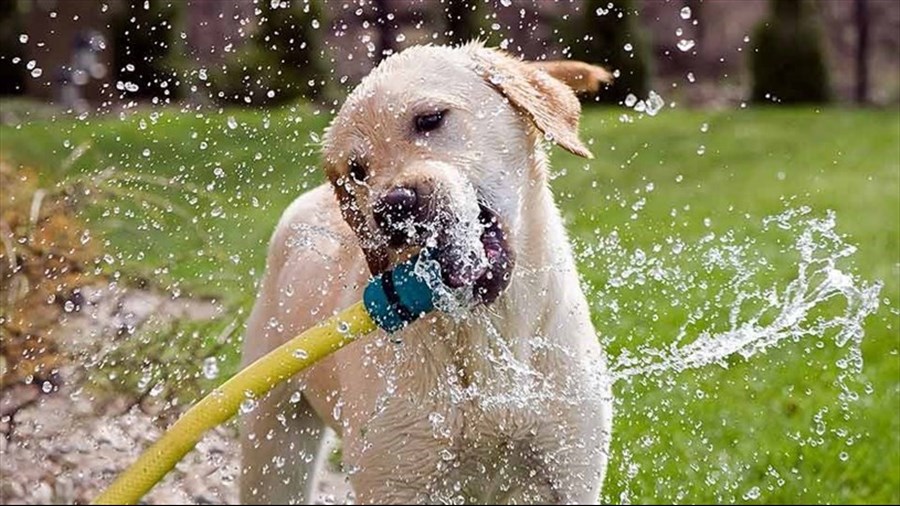 Canicule : votre animal de compagnie aussi a chaud 