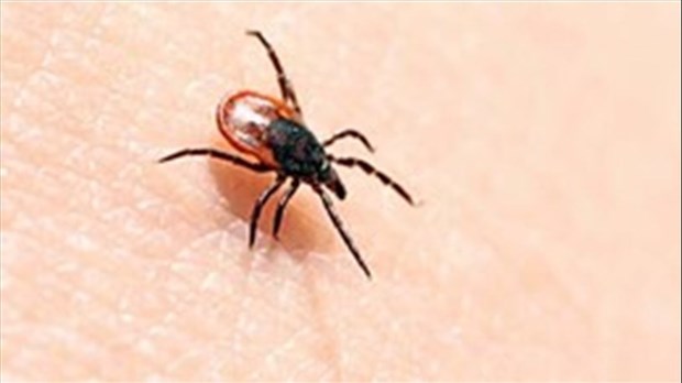 Vacances estivales: attention aux tiques lors de vos sorties en nature 